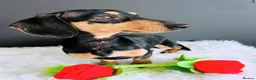 Miniature Dachshund dogs for stud: Black & Cream Smooth Stud  - Advert 1