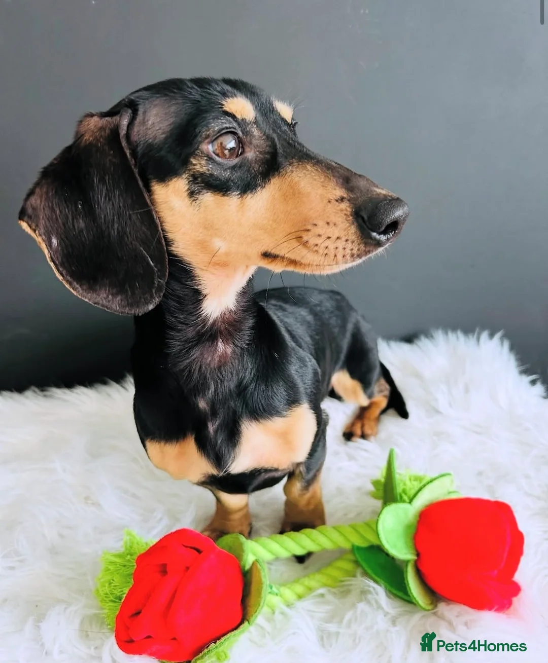 Miniature Dachshund dogs for stud: Black & Cream Smooth Stud  - Advert 1