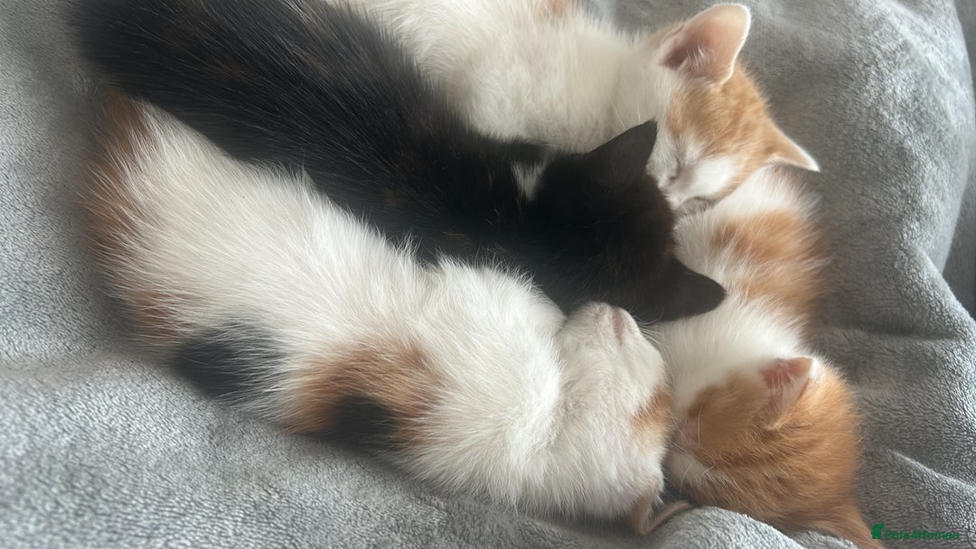 British Shorthair cats for sale: 4 Beautiful babies looking for there forever homes - Image 9