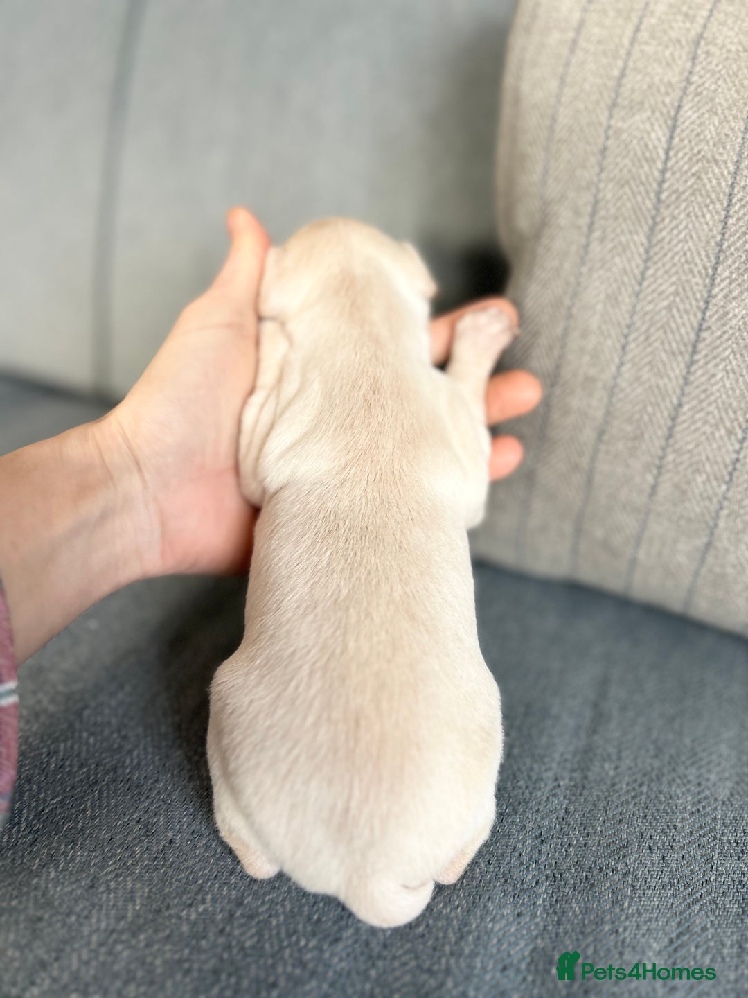 Italian Greyhound dogs for sale: 🐾Exceptional litter of KC Italian Greyhounds 🐾 - Advert 16