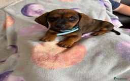 Dachshund dogs for sale: Dachshund puppies  - Image 10