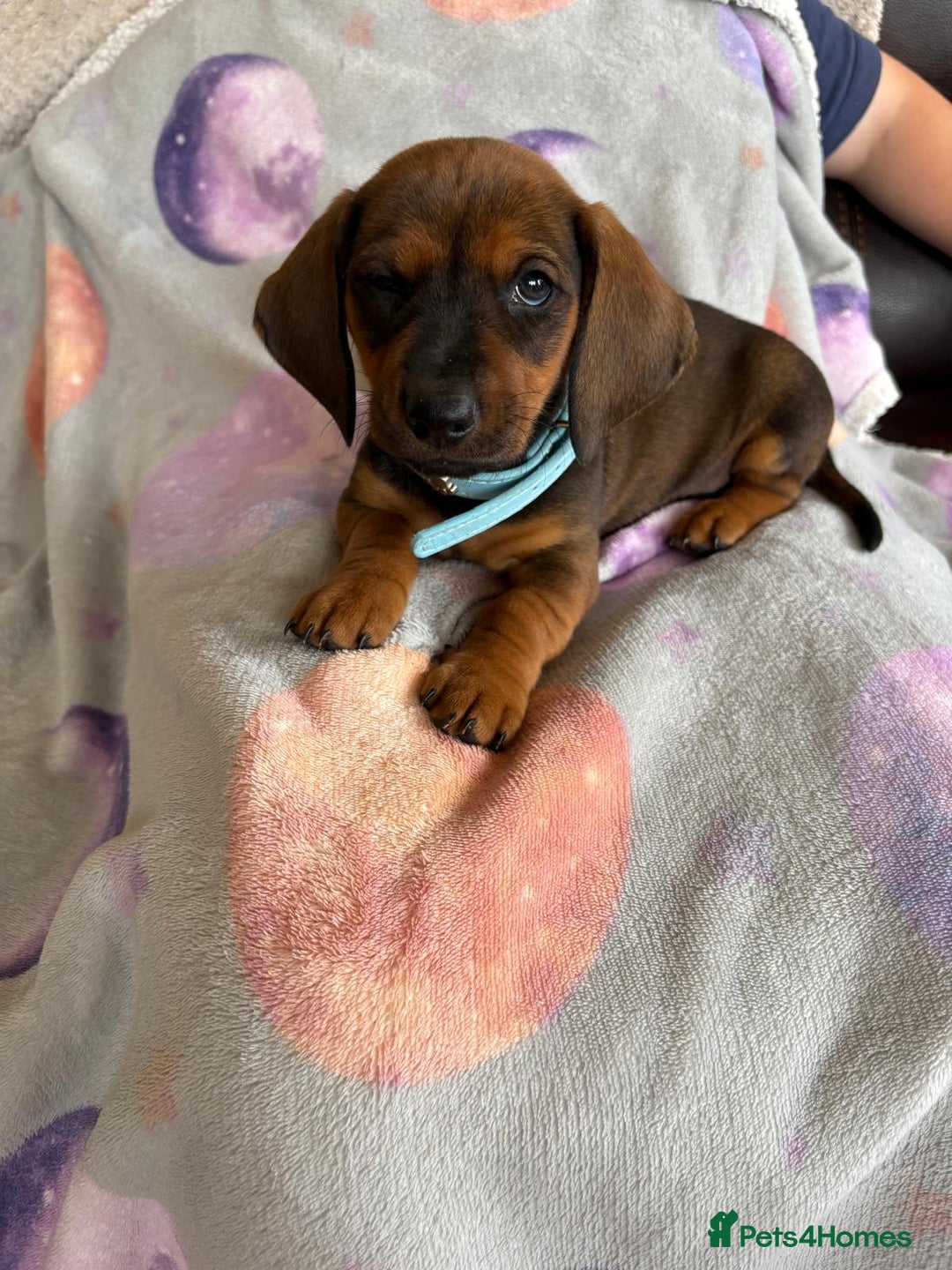 Dachshund dogs for sale: Dachshund puppies  - Image 10