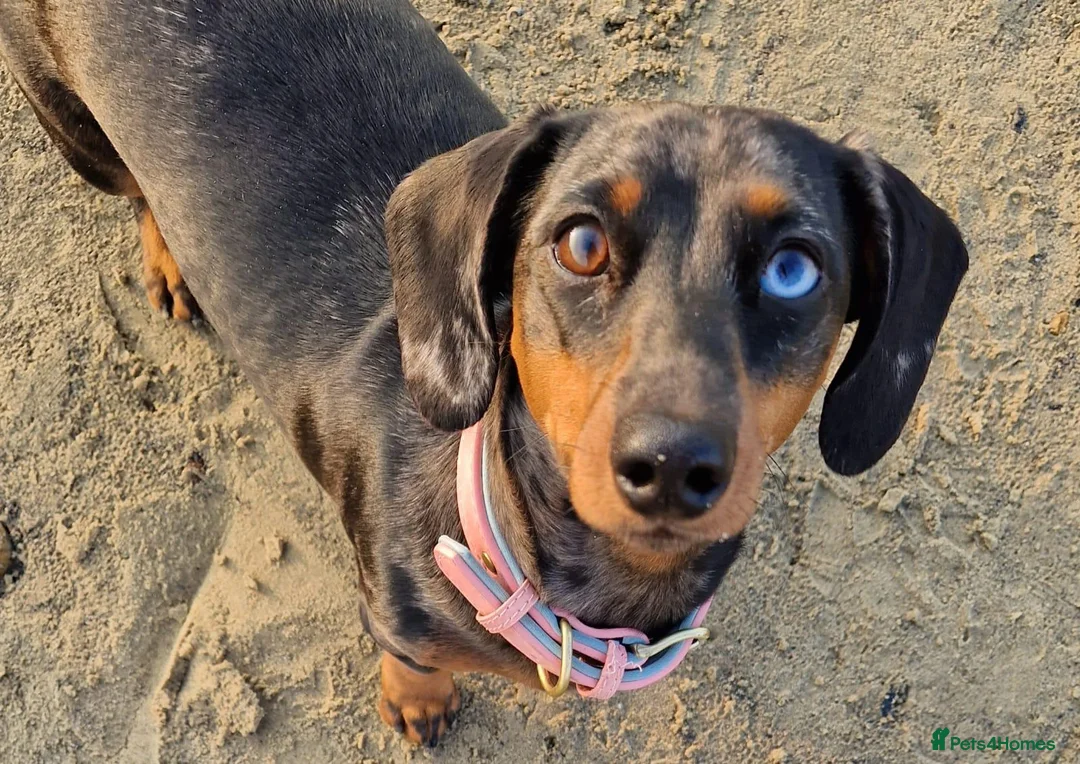 Miniature Dachshund dogs for sale: Miniature Dachshund  - Advert 2