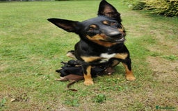 Mixed Breed dogs for sale: Kelpie x collie  - Image 7