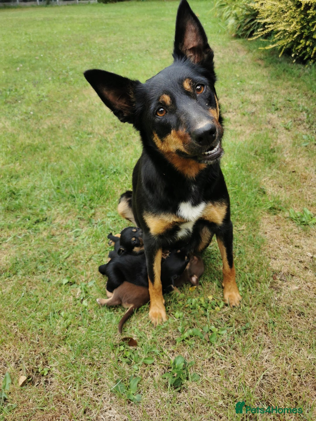Mixed Breed dogs for sale: Kelpie x collie  - Image 7