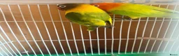 Lovebirds birds for sale: Breeding pair lovebirds  in Castleford - Advert 2