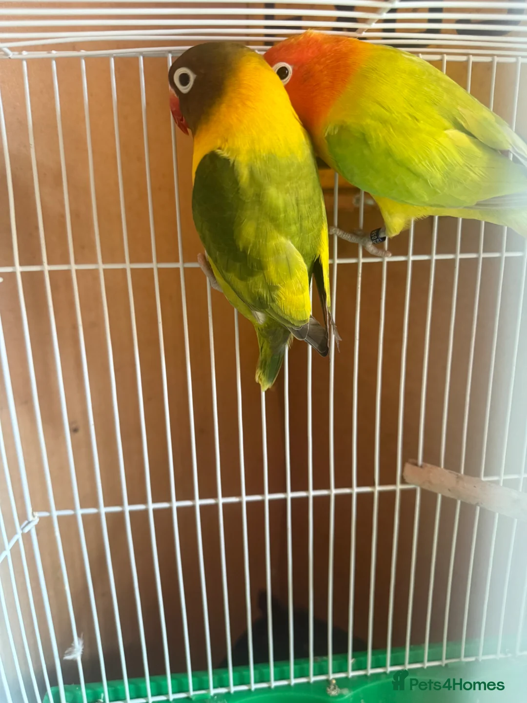 Lovebirds birds for sale: Breeding pair lovebirds  in Castleford - Advert 2