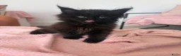 Maine Coon cats for sale: Stunning,ACTIVE,TICA Registered,MaineCoon Kittens - Advert 7