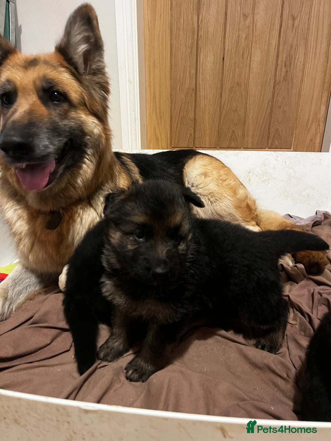 German Shepherd dogs for sale: German shepherds pups - Advert 7