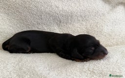 Miniature Dachshund dogs for sale: Miniature Smooth-Coat Dachshund  - Image 7