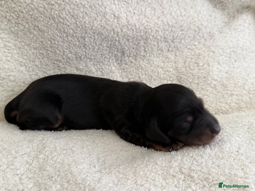 Miniature Dachshund dogs for sale: Miniature Smooth-Coat Dachshund  - Image 7