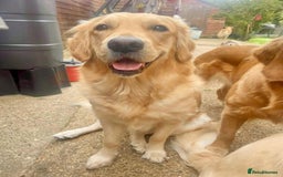 Golden Retriever dogs for sale: [KC Pure Pedigree] Family Raised GR Puppies - Image 5