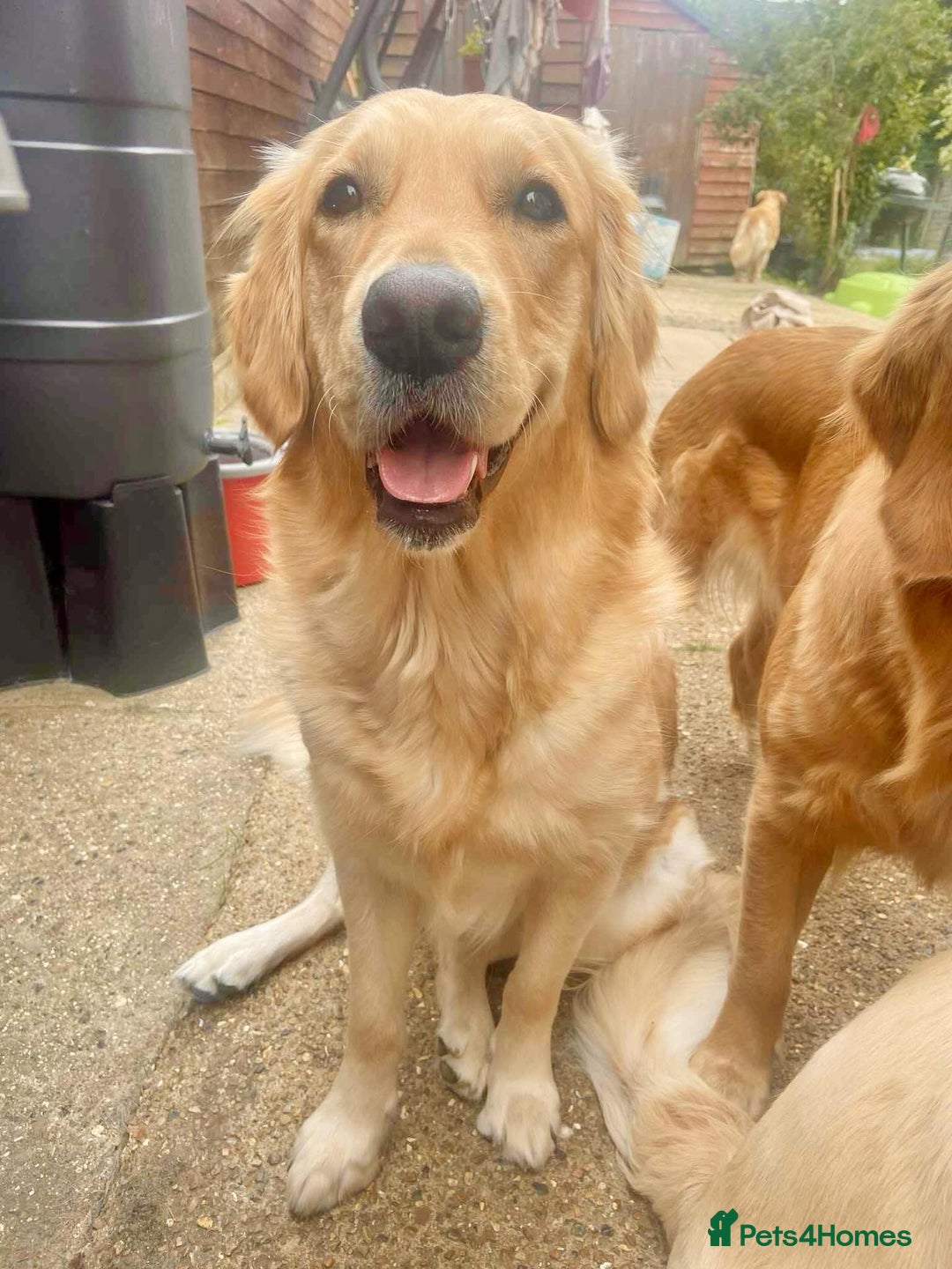 Golden Retriever dogs for sale: [KC Pure Pedigree] Family Raised GR Puppies - Image 5