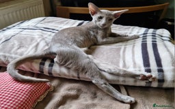 Oriental cats for sale: Oriental lilac Male kitten Gccf registered  - Image 5