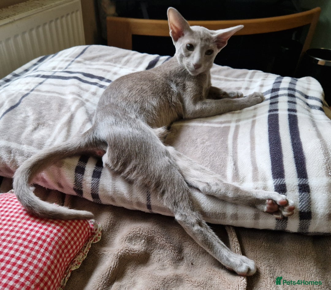 Oriental cats for sale: Oriental lilac Male kitten Gccf registered  - Image 5