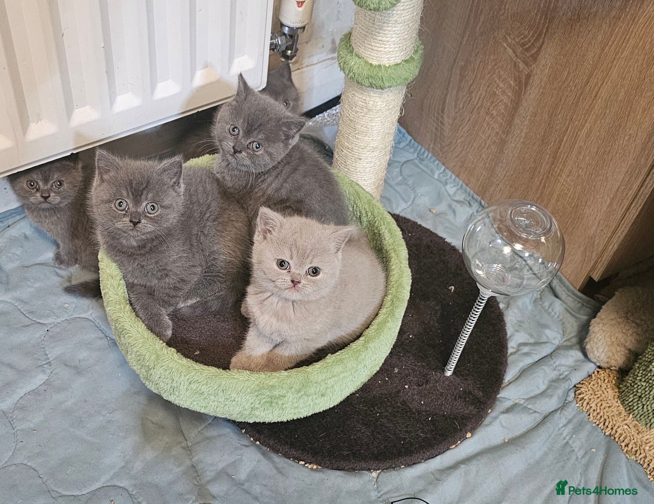 British Shorthair cats Purebred  British shorthair kittens  - Advert 9