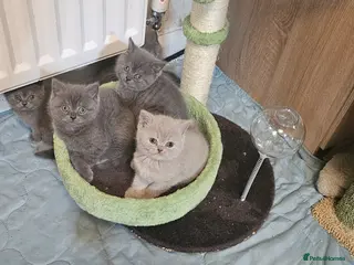 British Shorthair cats Purebred British shorthair kittens - Advert 14