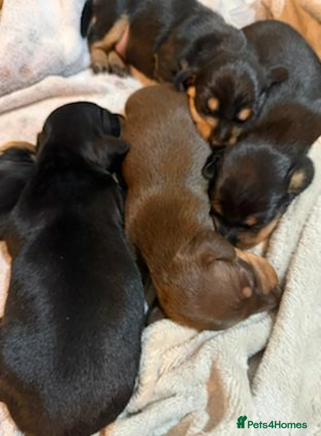Miniature Dachshund dogs for sale: Miniature dachshund puppies - KC registered - Advert 8