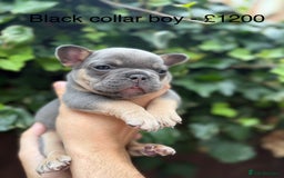 French Bulldog dogs for sale: French bulldog puppies for sale - Image 16
