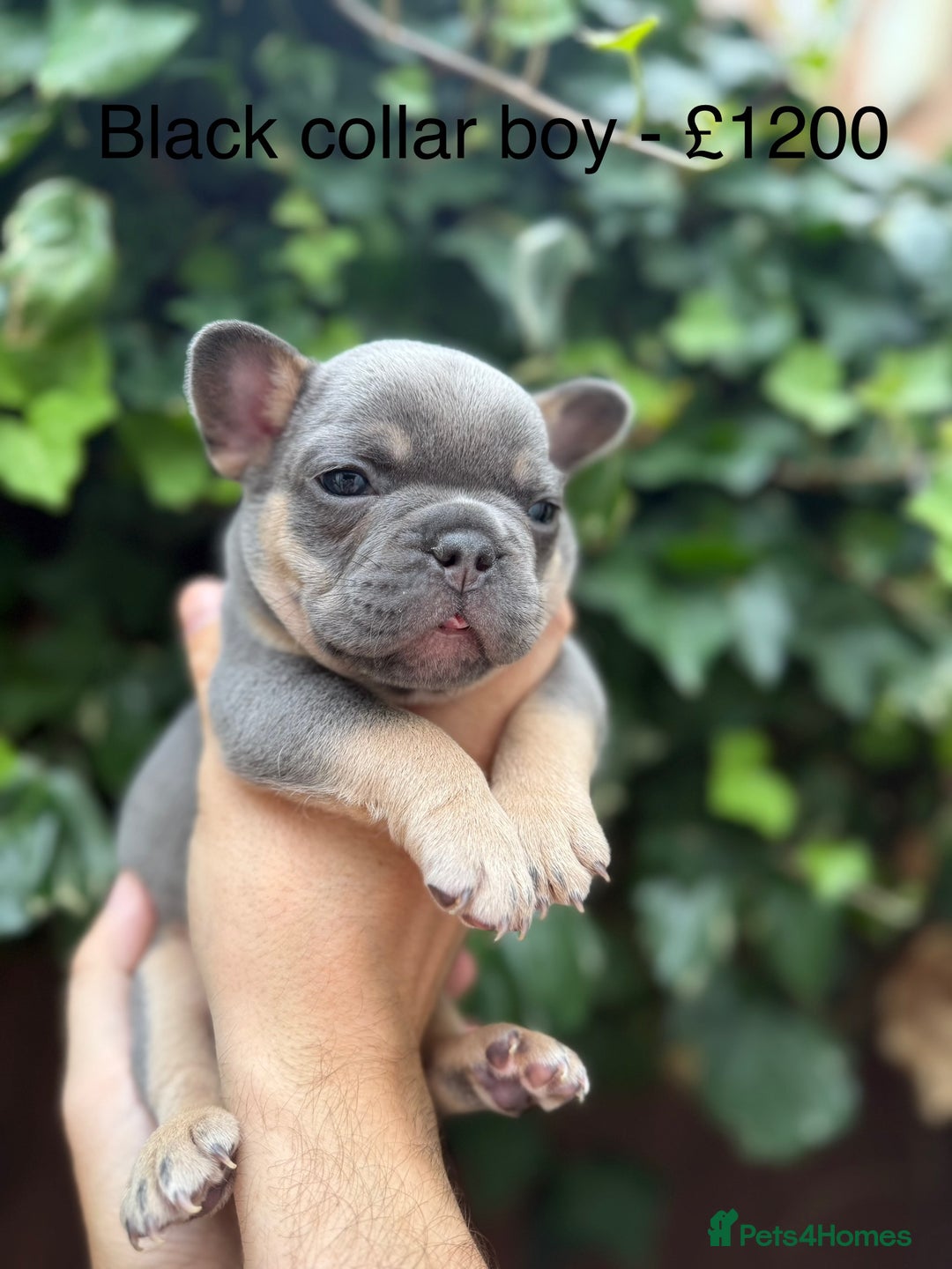 French Bulldog dogs for sale: French bulldog puppies for sale - Image 16