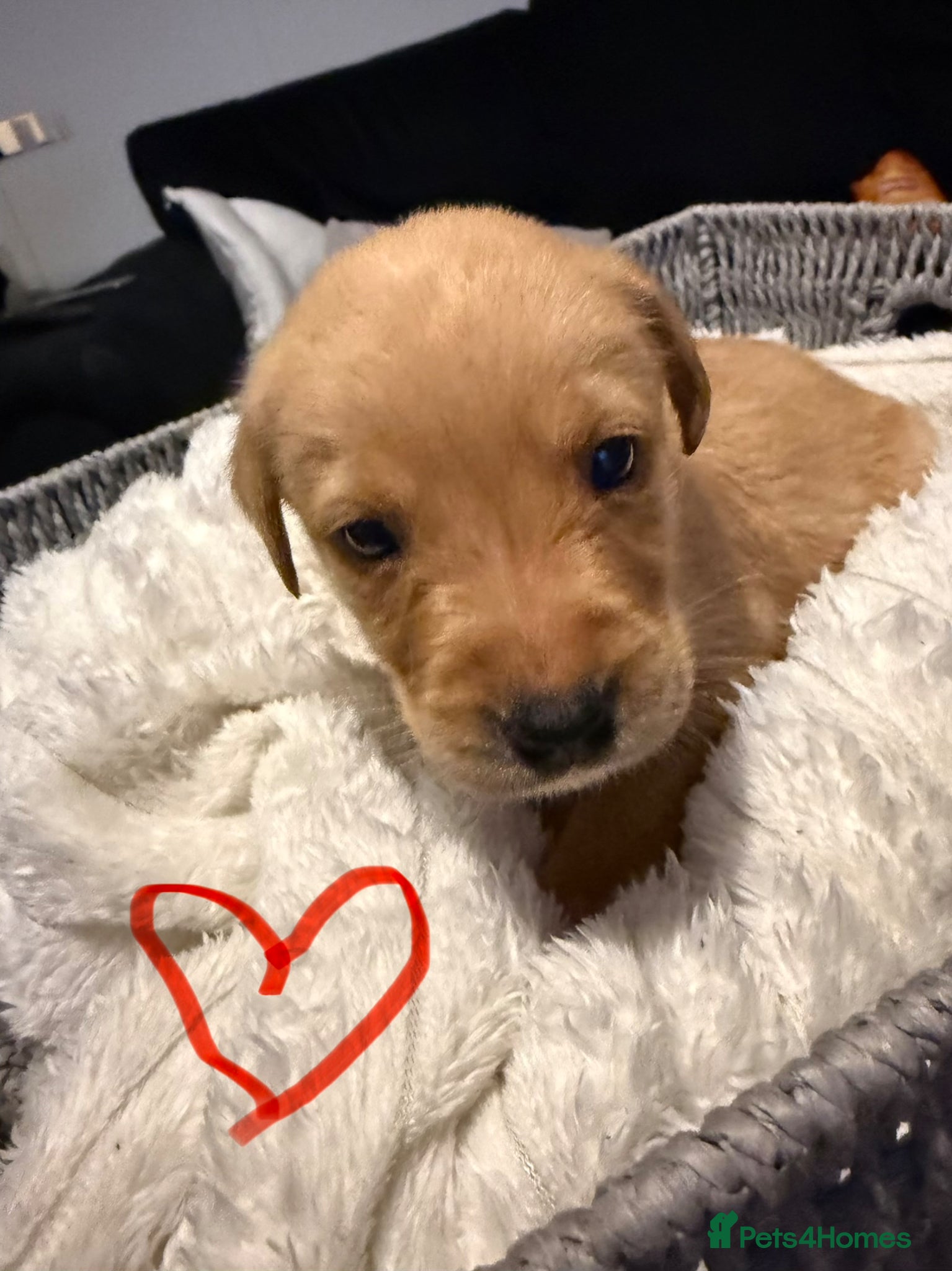 Labrador Retriever dogs Kc reg Labrador pups  - Advert 1