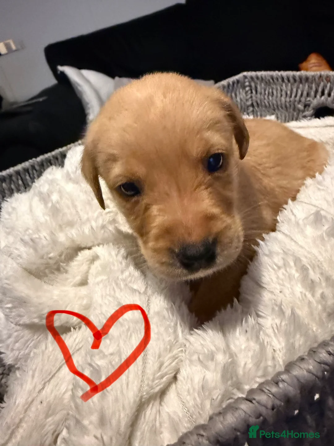 Labrador Retriever dogs for sale: Kc reg Labrador pups  - Advert 1