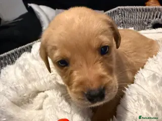 Labrador Retriever dogs Kc reg Labrador pups - Advert 1