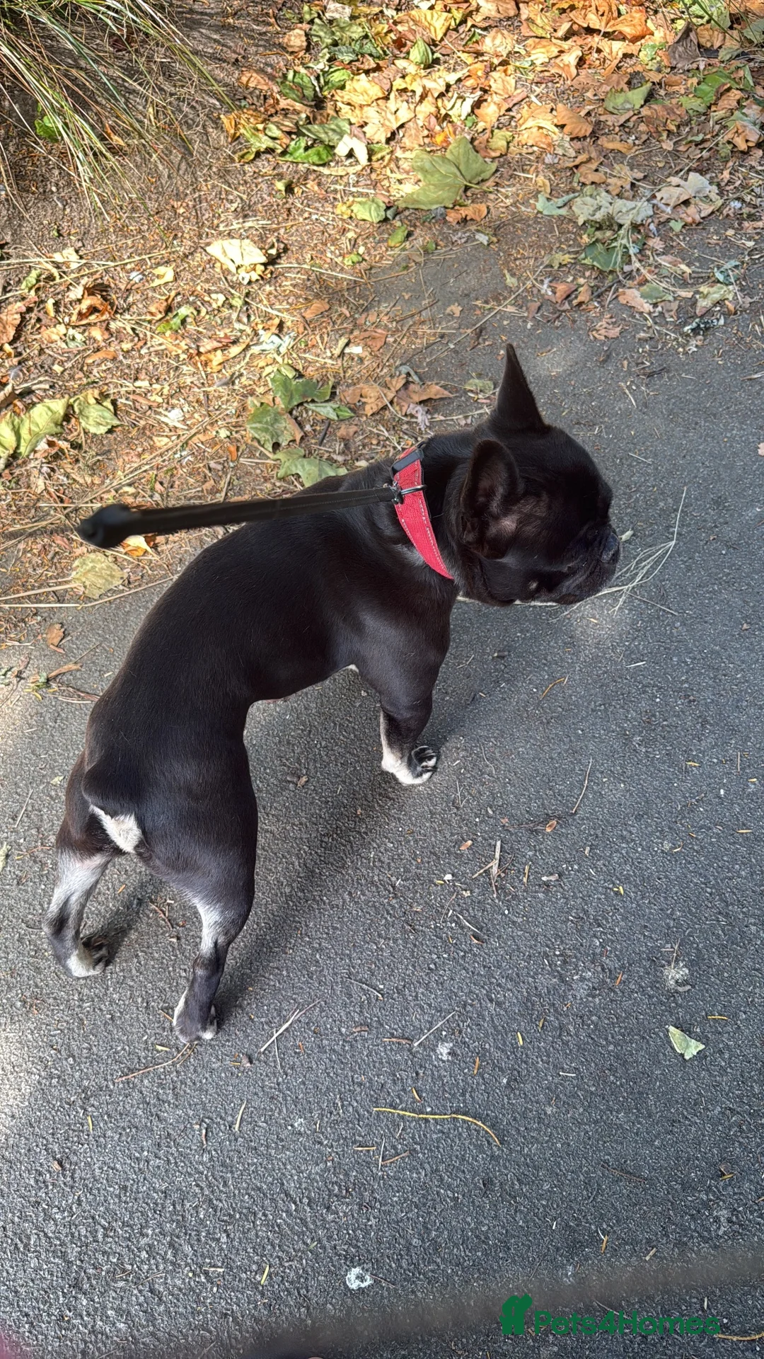 French Bulldog dogs for sale: Frenchie 5 years old in Penzance - Advert 2