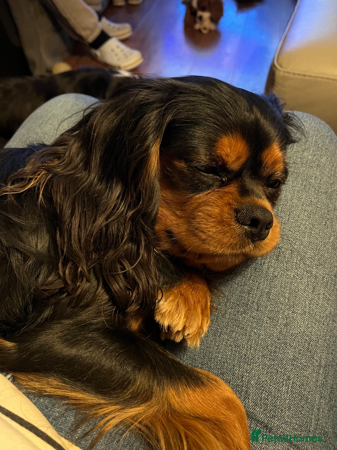 Cavalier King Charles Spaniel dogs for stud: Black/tan boy for stud - Advert 2