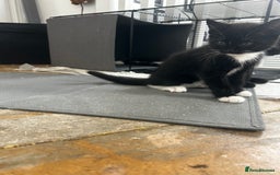 Mixed Breed cats for sale: 3 Male kittens  - Image 7