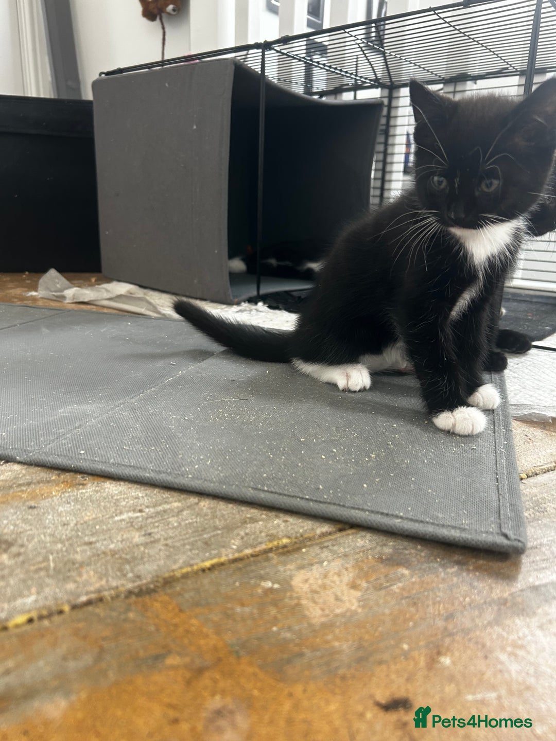 Mixed Breed cats for sale: 3 Male kittens  - Image 7