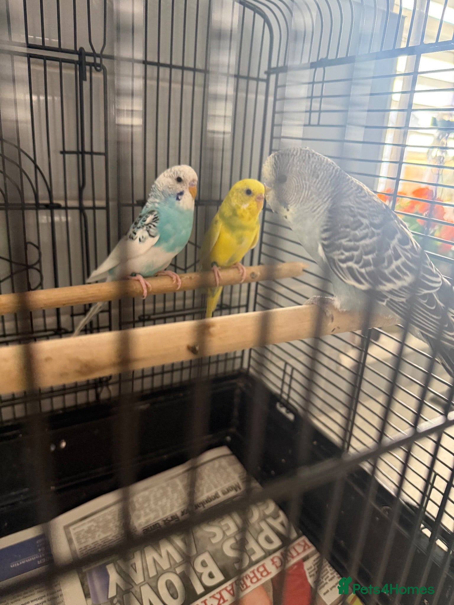 Budgerigars birds Baby budgies  - Advert 1