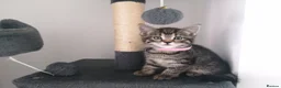 Mixed Breed cats for sale: Exceptional Kittens, Wonderful Personalities ❤️ in Waltham Cross - Advert 12