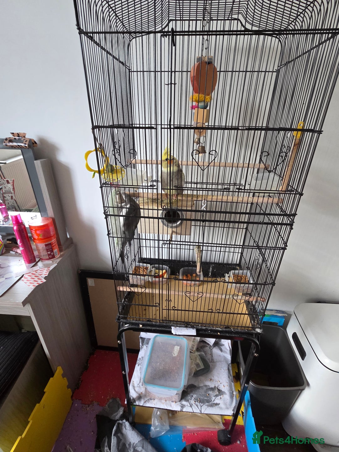 Cockatiels birds for sale: Male and Female Cocktail for sale - Image 3