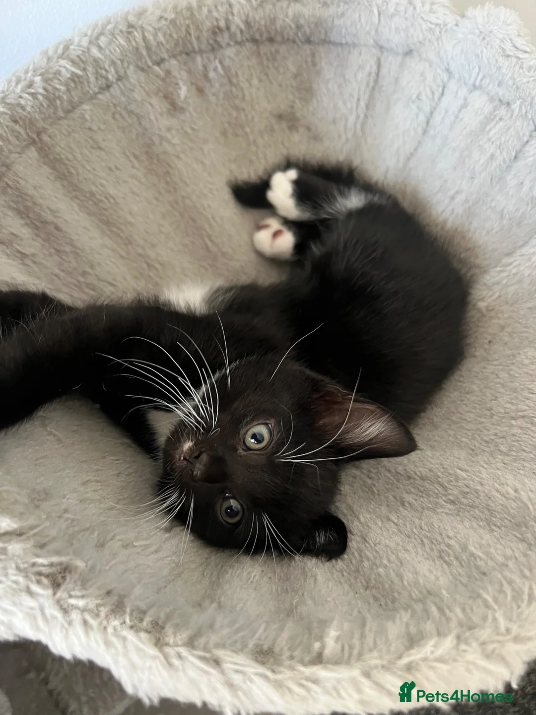 Mixed Breed cats for sale: 🐾Mixed-Breed Kittens Looking for Loving Homes! 🐾 - Advert 1
