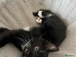 Mixed Breed cats 🐾Mixed-Breed Kittens Looking for Loving Homes! 🐾 - Advert 2