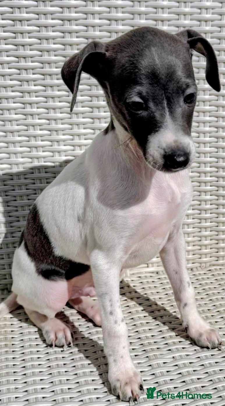 Italian Greyhound dogs REDUCED due to time wasters..Italian Greyhounds - Advert 11