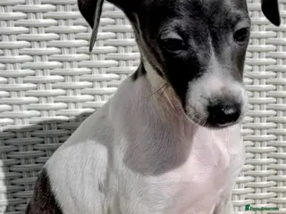 Italian Greyhound dogs REDUCED due to time wasters..Italian Greyhounds - Advert 11