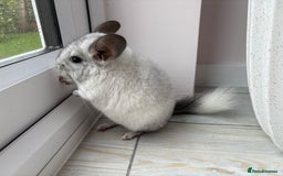 Chinchilla rodents for sale: Trio of Young Males - Image 15
