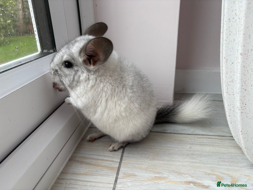 Chinchilla rodents for sale: Trio of Young Males - Image 15