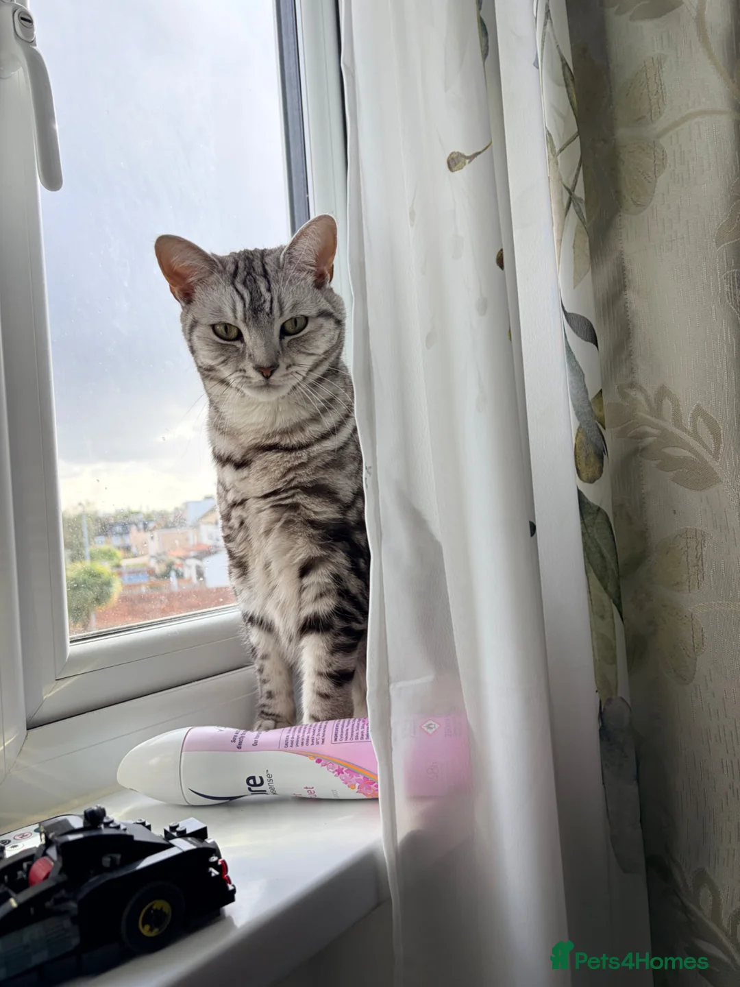 Mixed Breed cats for sale: 🐾 Adorable Adult Cats Pair BSH x Scottish Fold 🐾 - Advert 2