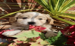 Maltipoo dogs for sale: Beautiful Maltipoo Babies - Image 34