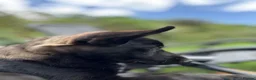 German Shepherd dogs for sale: Black Sable German Shepherd Puppy Ready Cornwall - Advert 15
