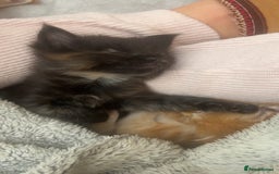 Maine Coon cats for sale: Maine Coon Kittens  - Image 21