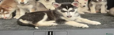 Mixed Breed 9