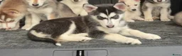 Mixed Breed dogs for sale: Husky Hybrid Puppies (Utonagans)  - Advert 4