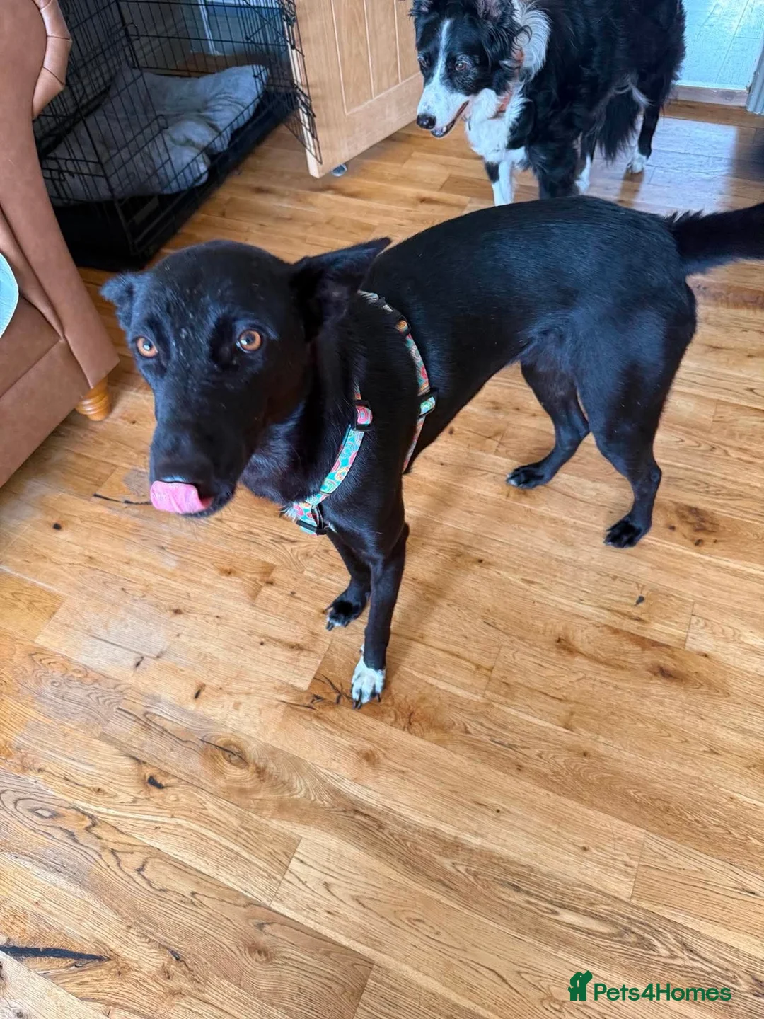 Mixed Breed dogs for adoption: Nesso seeking a home - Advert 2