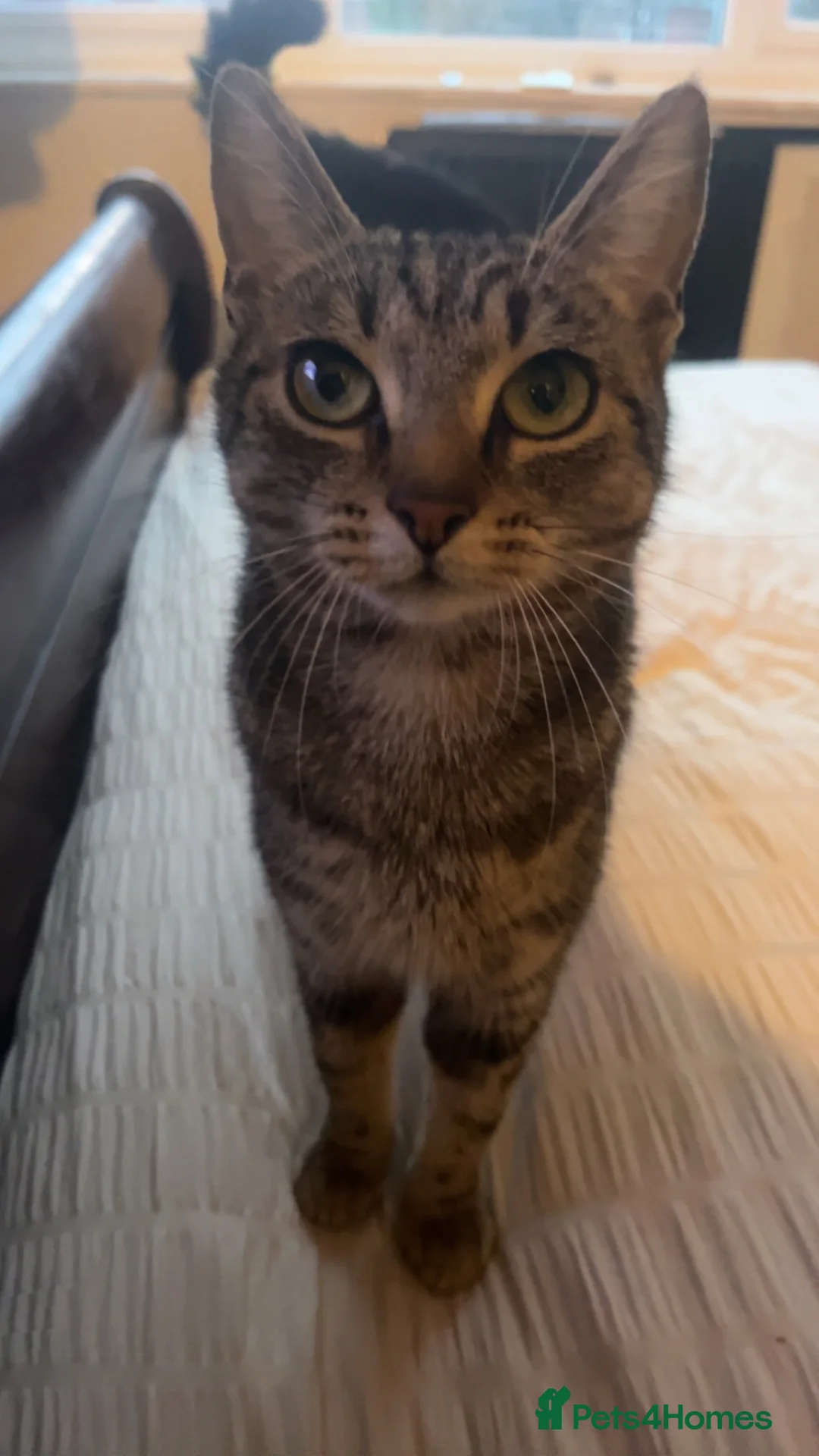 Mixed Breed cats for sale: Half Maine coon kittens calico  - Advert 2