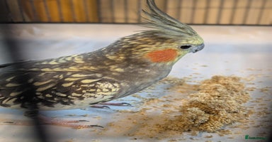 Cockatiels birds - Advert 16