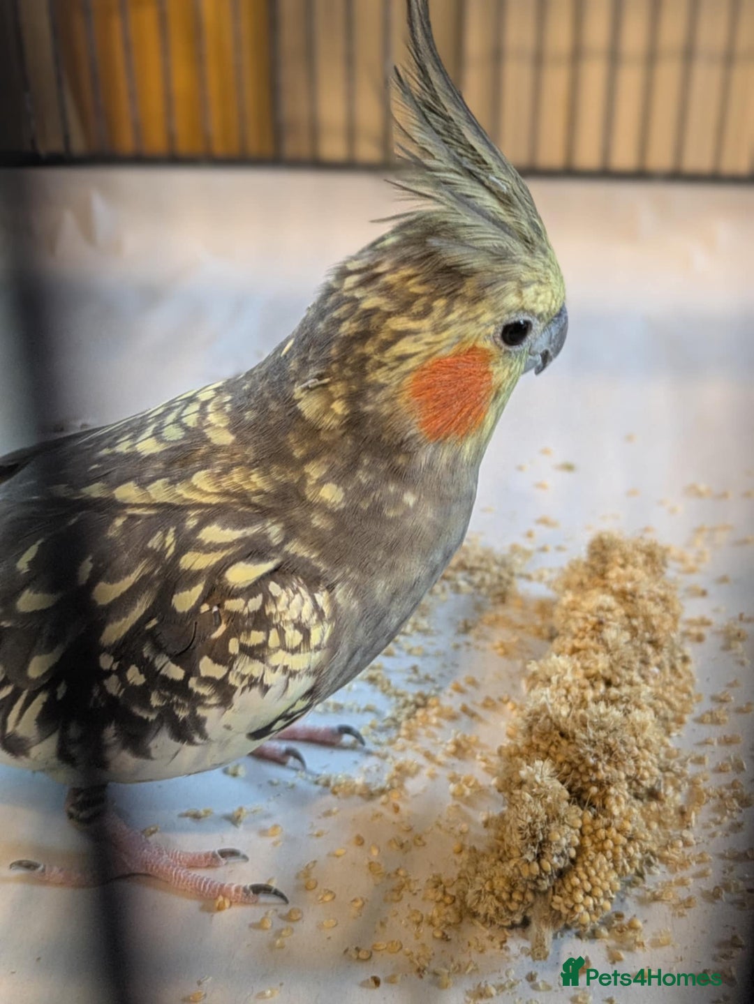 Cockatiels birds for sale: Pair of cockateils looking for a new home. - Image 3
